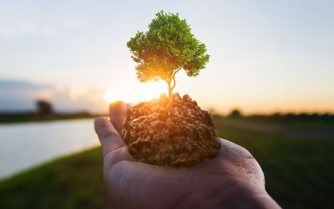 Concept RSE avec une main tendue tenant un arbre et de la terre