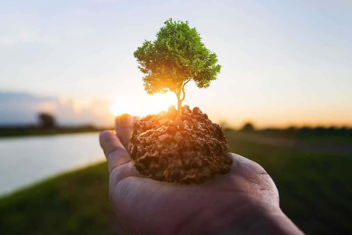 Concept RSE avec une main tendue tenant un arbre et de la terre